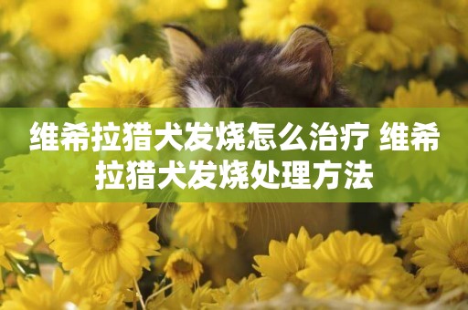 維希拉獵犬發燒怎么治療 維希拉獵犬發燒處理方法