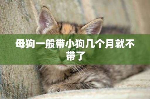 母狗一般帶小狗幾個月就不帶了