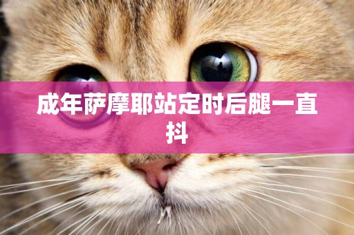 成年薩摩耶站定時后腿一直抖