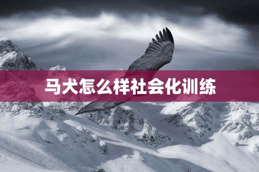 馬犬怎么樣社會化訓練