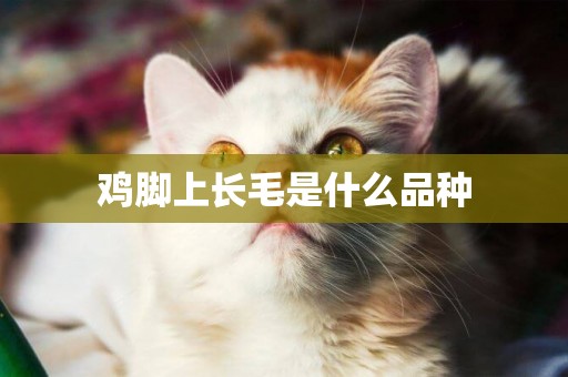 雞腳上長毛是什么品種