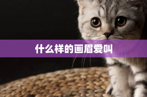 什么樣的畫眉愛叫