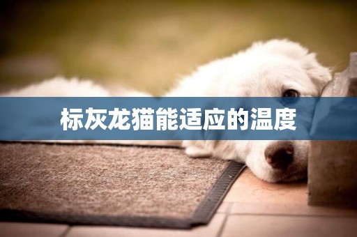 標灰龍貓能適應的溫度