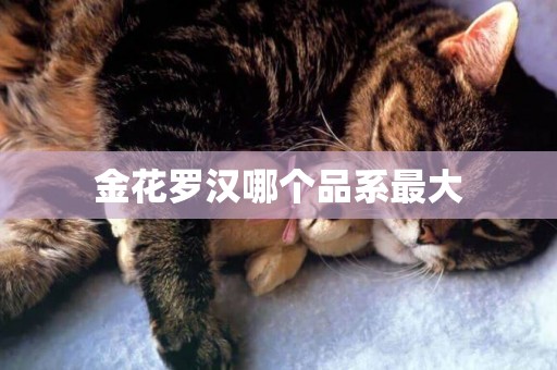 金花羅漢哪個品系最大
