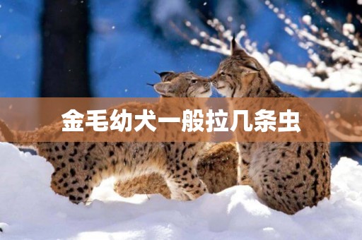 金毛幼犬一般拉幾條蟲 金毛幼犬一般拉幾條蟲