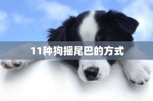 11種狗搖尾巴的方式