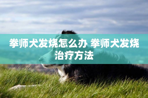 拳師犬發燒怎么辦 拳師犬發燒治療方法