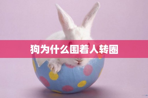 狗為什么圍著人轉圈