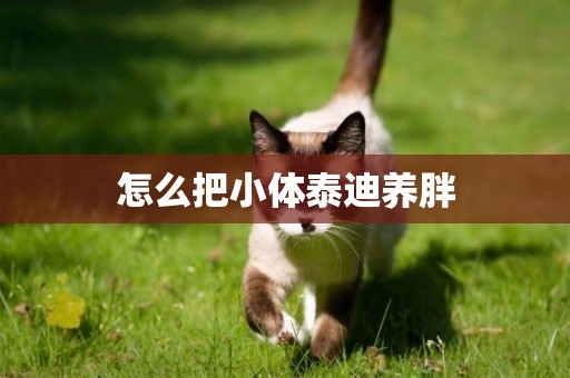 怎么把小體泰迪養胖