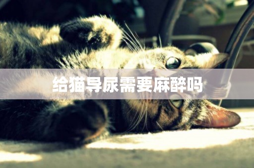 給貓導尿需要麻醉嗎