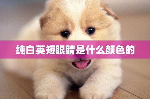 純白英短眼睛是什么顏色的