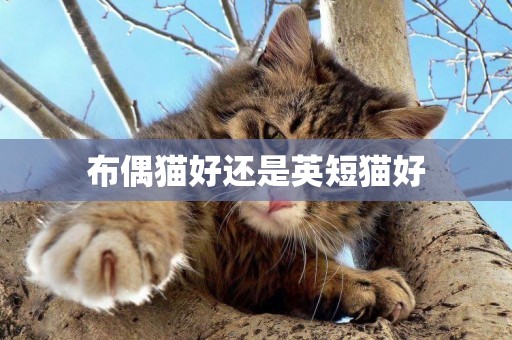 布偶貓好還是英短貓好