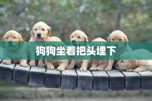 狗狗坐著把頭埋下