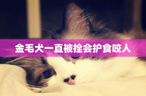 金毛犬一直被拴會護食咬人