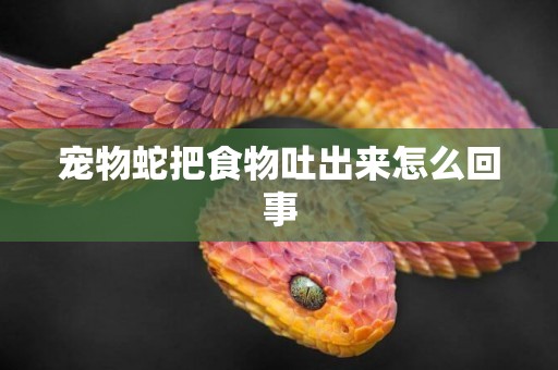 寵物蛇把食物吐出來怎么回事