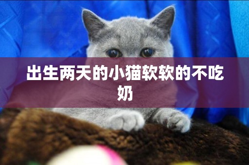 出生兩天的小貓軟軟的不吃奶