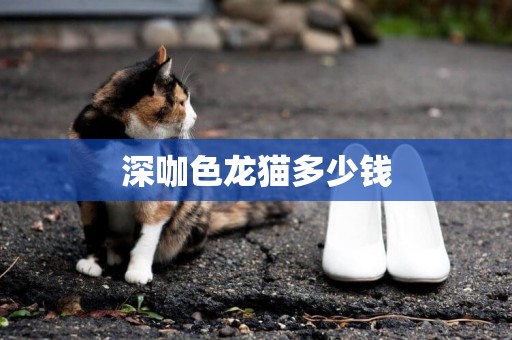 深咖色龍貓多少錢