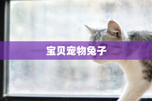 寶貝寵物兔子