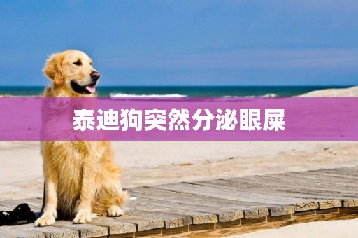 泰迪狗突然分泌眼屎