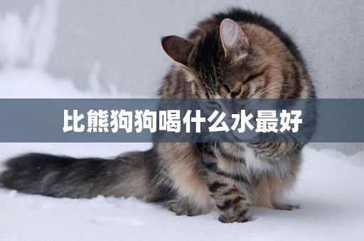 比熊狗狗喝什么水最好