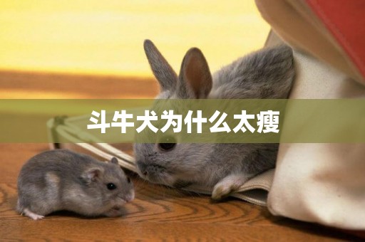 斗牛犬為什么太瘦