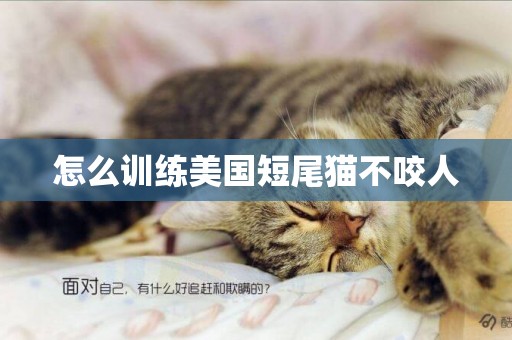怎么訓練美國短尾貓不咬人