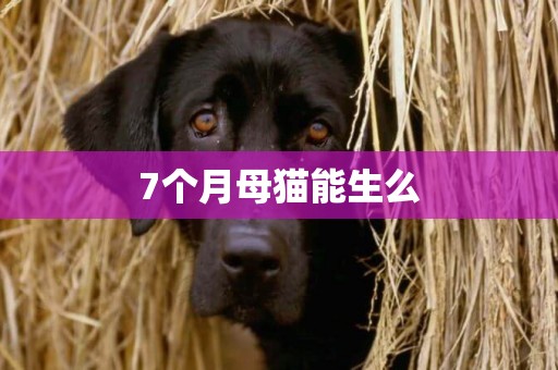 7個月母貓能生么