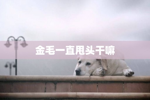 金毛一直甩頭干嘛