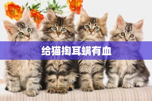 給貓掏耳螨有血