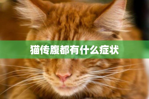 貓傳腹都有什么癥狀