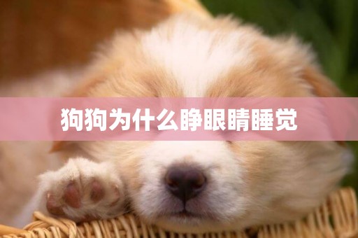 狗狗為什么睜眼睛睡覺