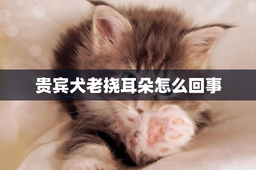 貴賓犬老撓耳朵怎么回事