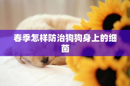 春季怎樣防治狗狗身上的細菌