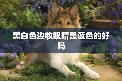 黑白色邊牧眼睛是藍色的好嗎