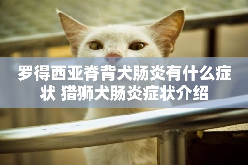 羅得西亞脊背犬腸炎有什么癥狀 獵獅犬腸炎癥狀介紹