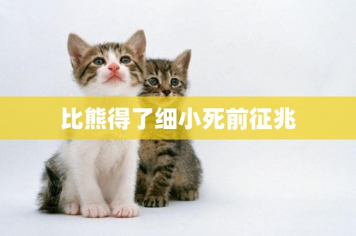 比熊得了細小死前征兆