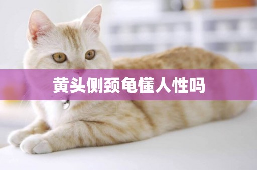 黃頭側頸龜懂人性嗎