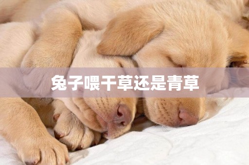 兔子喂干草還是青草