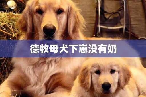 德牧母犬下崽沒有奶