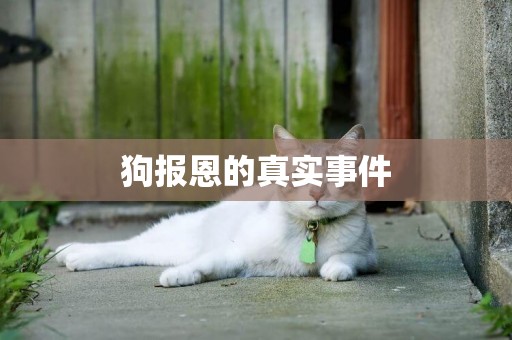 狗報恩的真實事件