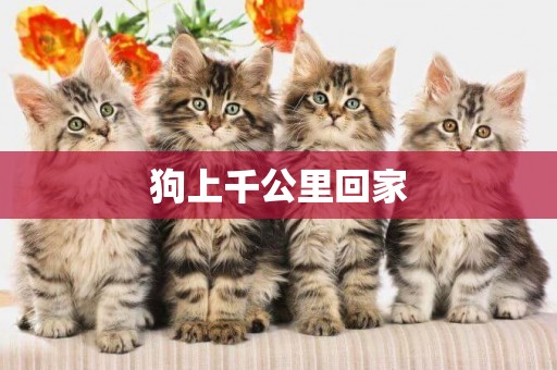 狗上千公里回家