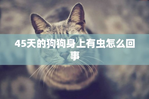 45天的狗狗身上有蟲怎么回事
