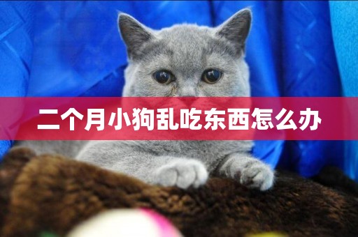 二個月小狗亂吃東西怎么辦