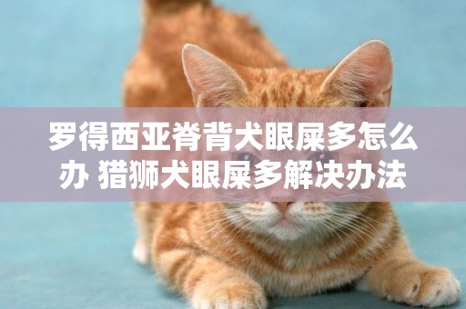 羅得西亞脊背犬眼屎多怎么辦 獵獅犬眼屎多解決辦法