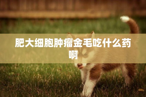 肥大細胞腫瘤金毛吃什么藥啊