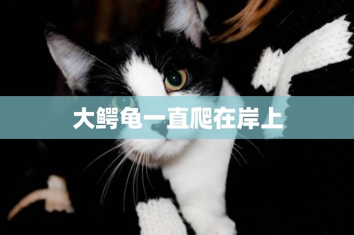 大鱷龜一直爬在岸上