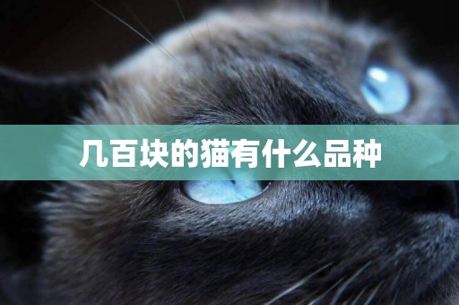 幾百塊的貓有什么品種