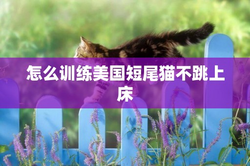 怎么訓練美國短尾貓不跳上床