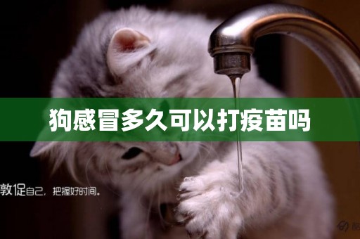 狗感冒多久可以打疫苗嗎