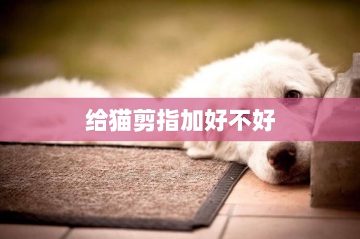 給貓剪指加好不好